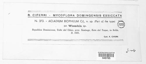 Dicyma biophila image